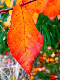 Close-up of leaves