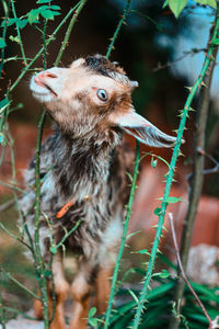 Goat eats leaves