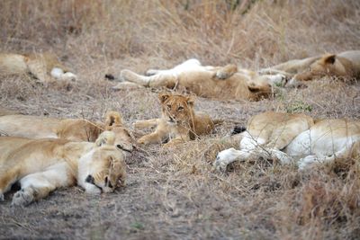 Lions sleeping