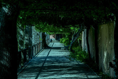 View of walkway amidst trees