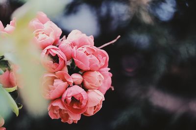 Close-up of pink rose flower