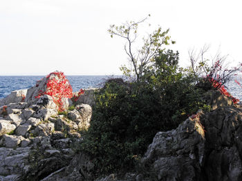 Close-up of tree by sea against clear sky