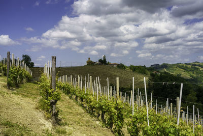 View of vineyard against cloudy sky