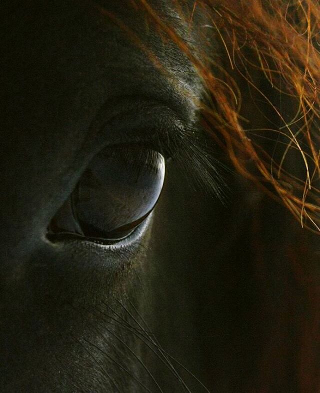 horse, mammal, domestic animals, close-up, one animal, animal themes, sensory perception, no people, outdoors, day, eyesight, nature, eyelash, eyeball