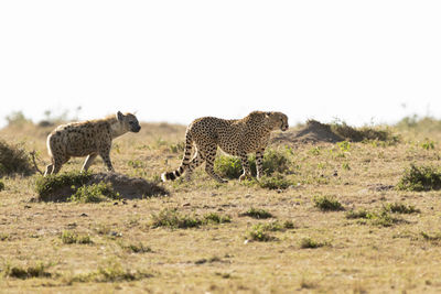 Hyenas and cheetahs having a confrontation 