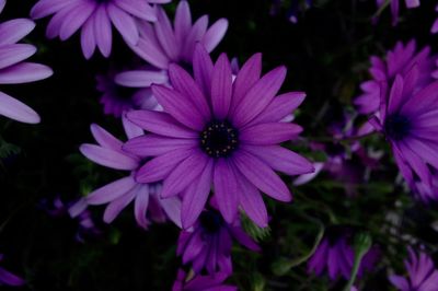 Close-up of purple flowers