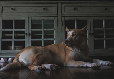 Dog resting on floor at home