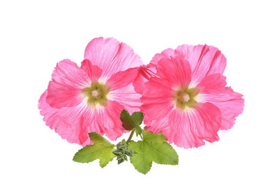 Close-up of pink flowering plant against white background