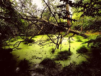 Scenic view of lake in forest