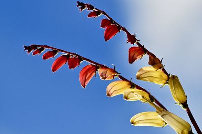 Low angle view of flowers against clear sky