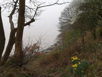 Scenic view of forest against sky