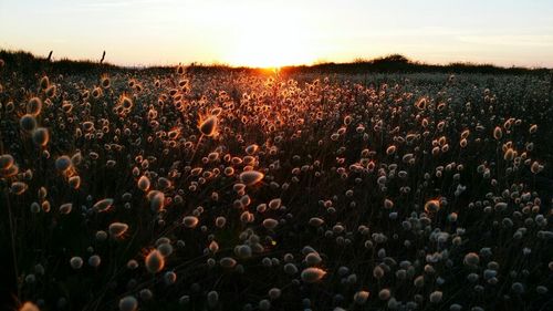 Scenic view of field against sky during sunset