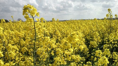 Scenic view of field against cloudy sky