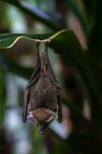 Close-up of bat hanging on plant