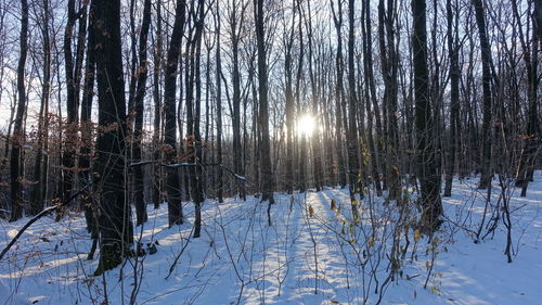 Bare trees on snow covered land