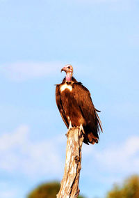 Low angle view of eagle perching on tree against sky