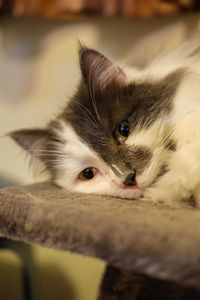 Portrait of cat lying at home