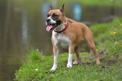 Dog looking away on field