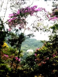 Pink flowering plants and trees against sky