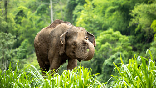 Elephant on field