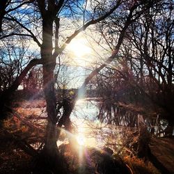 Sun shining through trees