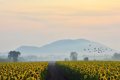 Scenic view of sunflower field against sky