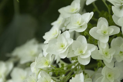 Close-up of white hydrangea flowers