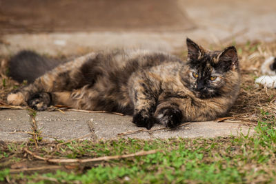 Close-up of cat lying on field