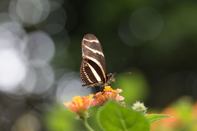 Close-up of butterfly on flower