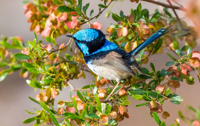 Close-up of bird perching on tree