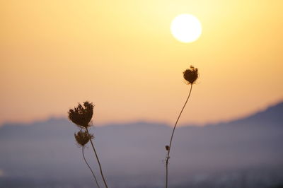 Close-up of flower growing in field against sky during sunset