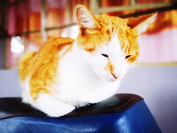 Close-up of cat looking away at home