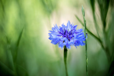 Close-up of purple flowering plant