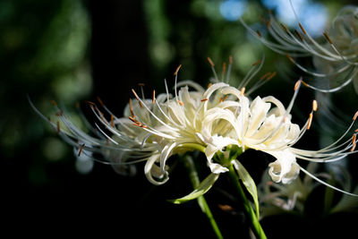 Close-up of white flowering plant