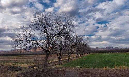 Bare tree on field against sky