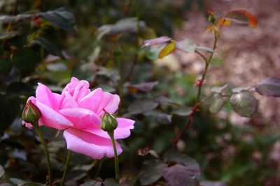 Close-up of pink rose