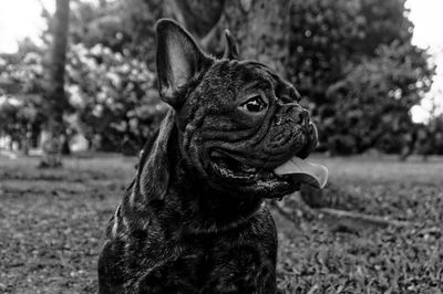 French bulldog looking away at field