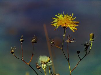 Close-up low angle view of yellow flowers