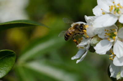 Close-up of bee pollinating on white flower