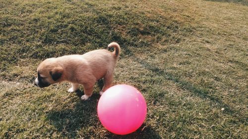 High angle view of dog on balloon