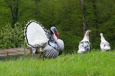 View of birds on grassy field