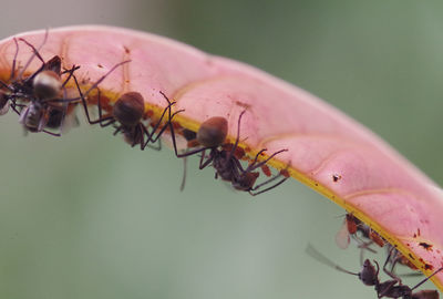 Close-up of ant