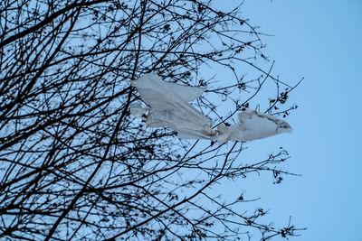 Low angle view of bare tree against sky