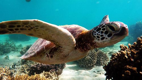 Close-up of turtle swimming in sea