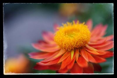 Close-up of yellow flowering plant