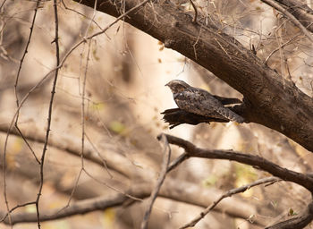 Low angle view of bird perching on branch