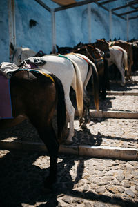 Horse standing outdoors