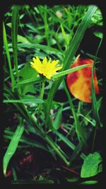 Close-up of yellow flowers blooming in field