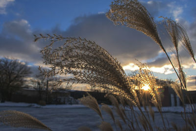 Close-up of snow against sky during sunset