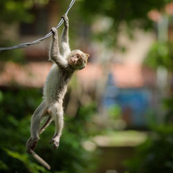 Monkey on plant